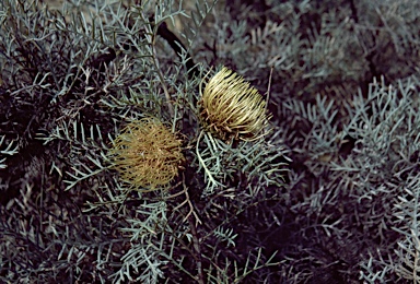 APII jpeg image of Banksia fraseri var. ashbyi  © contact APII