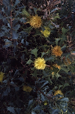 APII jpeg image of Banksia glaucifolia  © contact APII