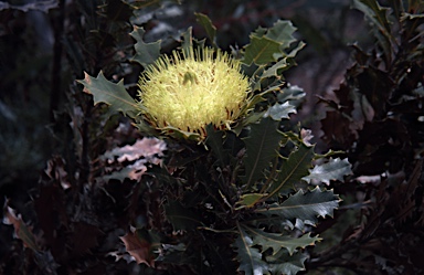 APII jpeg image of Banksia heliantha  © contact APII