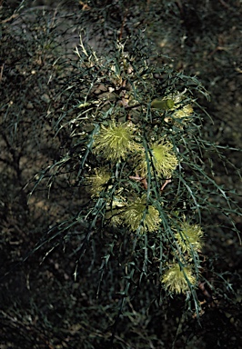 APII jpeg image of Banksia hewardiana  © contact APII