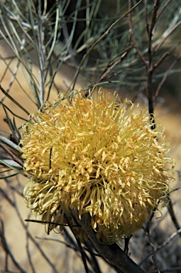 APII jpeg image of Banksia leptophylla  © contact APII