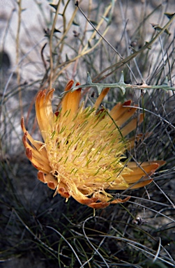 APII jpeg image of Banksia proteoides  © contact APII