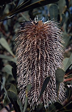 APII jpeg image of Banksia quercifolia var. integrifolia  © contact APII