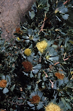 APII jpeg image of Banksia sessilis  © contact APII