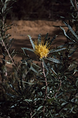 APII jpeg image of Banksia serra  © contact APII
