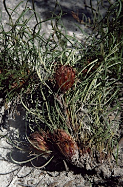 APII jpeg image of Banksia tenuis  © contact APII