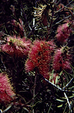 APII jpeg image of Callistemon macropunctatus  © contact APII