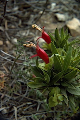 APII jpeg image of Eremophila duttonii  © contact APII