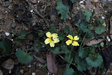 APII jpeg image of Goodenia rotundifolia  © contact APII