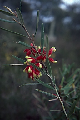 APII jpeg image of Grevillea aspera  © contact APII