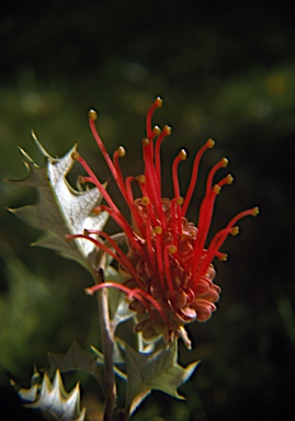 APII jpeg image of Grevillea aquifolia  © contact APII