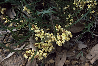 APII jpeg image of Grevillea cirsiifolia  © contact APII