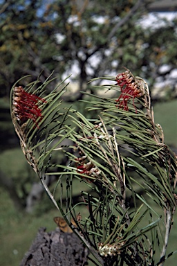 APII jpeg image of Grevillea concinna subsp. lemanniana  © contact APII