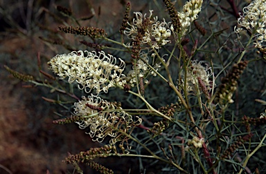 APII jpeg image of Grevillea leptopoda  © contact APII