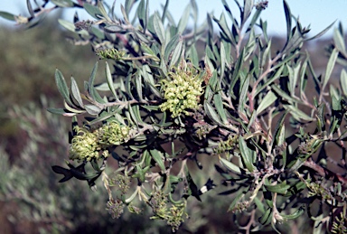 APII jpeg image of Grevillea manglesioides  © contact APII