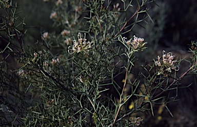 APII jpeg image of Grevillea teretifolia  © contact APII
