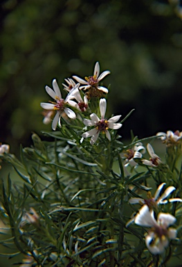 APII jpeg image of Olearia glutinosa  © contact APII