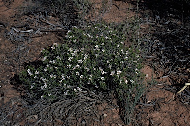 APII jpeg image of Olearia muelleri  © contact APII