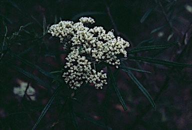 APII jpeg image of Ozothamnus ferrugineus  © contact APII