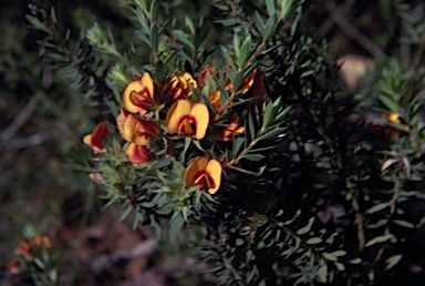 APII jpeg image of Pultenaea humilis  © contact APII