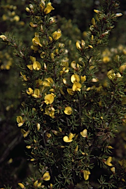 APII jpeg image of Pultenaea prolifera  © contact APII