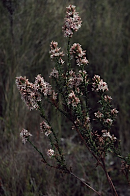 APII jpeg image of Sprengelia incarnata  © contact APII