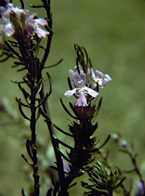 APII jpeg image of Westringia grevillina  © contact APII