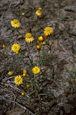 APII jpeg image of Waitzia nitida  © contact APII