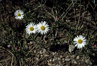 APII jpeg image of Brachyscome stolonifera  © contact APII