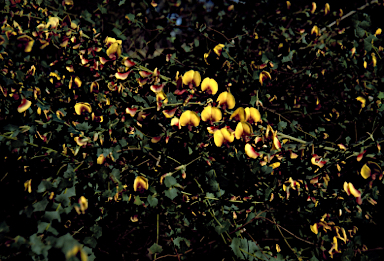 APII jpeg image of Bossiaea aquifolium  © contact APII