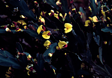 APII jpeg image of Bossiaea bracteosa  © contact APII