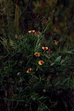 APII jpeg image of Bossiaea linophylla  © contact APII