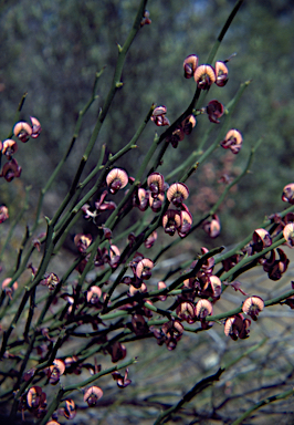 APII jpeg image of Daviesia brevifolia  © contact APII