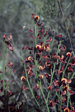 APII jpeg image of Daviesia brevifolia  © contact APII