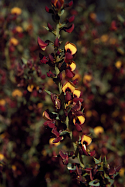 APII jpeg image of Daviesia cardiophylla  © contact APII