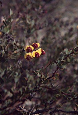 APII jpeg image of Daviesia pedunculata  © contact APII