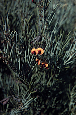 APII jpeg image of Daviesia teretifolia  © contact APII