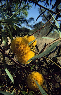 APII jpeg image of Eucalyptus phoenicea  © contact APII