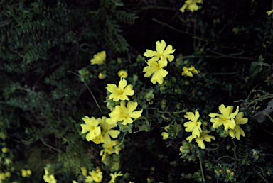 APII jpeg image of Hibbertia sericea  © contact APII