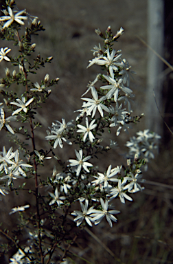 APII jpeg image of Olearia ramulosa  © contact APII