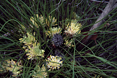 APII jpeg image of Petrophile longifolia  © contact APII