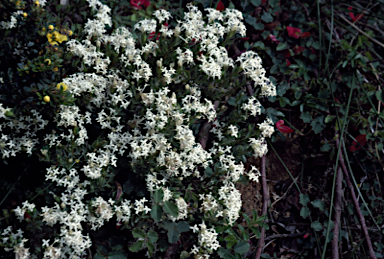 APII jpeg image of Pimelea glauca  © contact APII