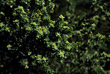 APII jpeg image of Pimelea serpyllifolia  © contact APII