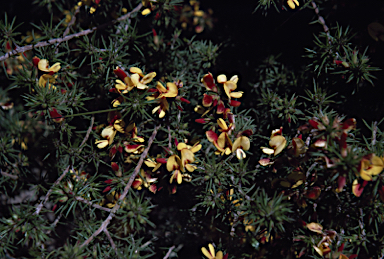 APII jpeg image of Pultenaea acerosa  © contact APII