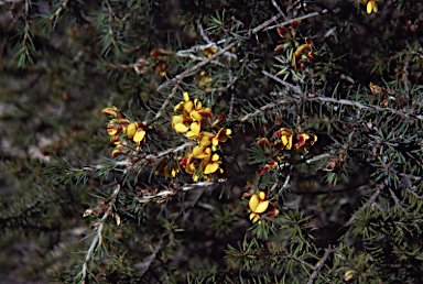 APII jpeg image of Pultenaea acerosa  © contact APII