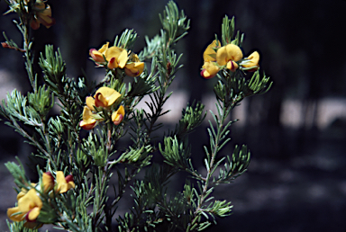 APII jpeg image of Pultenaea boormanii  © contact APII