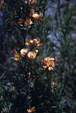 APII jpeg image of Pultenaea campbellii  © contact APII