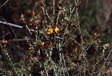 APII jpeg image of Pultenaea densifolia  © contact APII