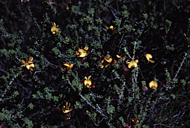 APII jpeg image of Pultenaea densifolia  © contact APII
