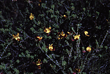 APII jpeg image of Pultenaea densifolia  © contact APII